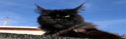 Mixed Breed cats for sale: 🐱 Beautiful Half Maine Coon Kitten For Sale in Llanfairpwllgwyngyll - Advert 3