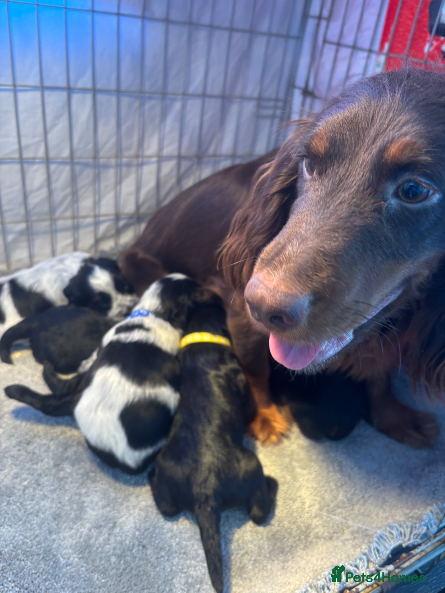 Cocker Spaniel dogs KC Registered Cocker Spaniels - Advert 1