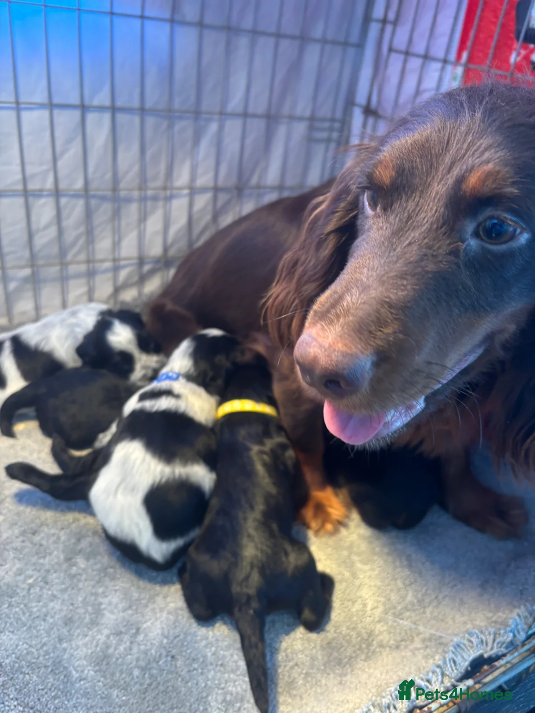Cocker Spaniel dogs for sale: KC Registered Cocker Spaniels - Advert 1
