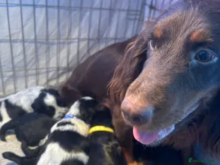 Cocker Spaniel dogs KC Registered Cocker Spaniels - Advert 1