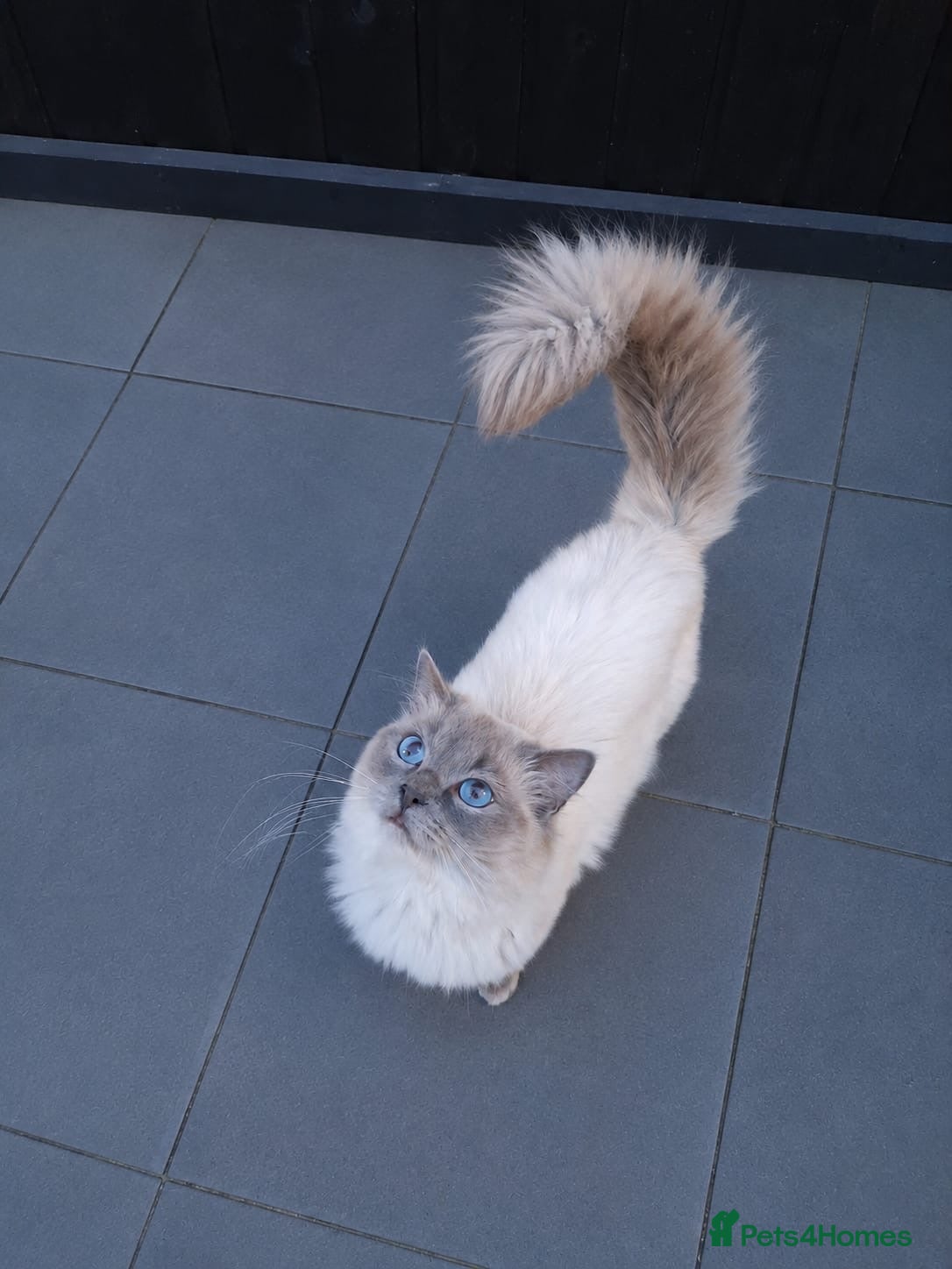 Ragdoll cats GCCF Blue point Ragdoll stud - Advert 7