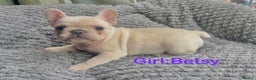 French Bulldog dogs for sale: Only 2 Girls left:French Bull Dog Puppies - Advert 21