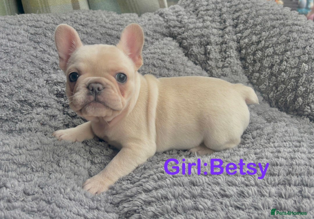 French Bulldog dogs for sale: Only 2 Girls left:French Bull Dog Puppies - Advert 21