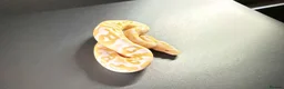 Python Snake reptiles for sale: 1.0 Leo Candy 66% het Pied - Advert 6