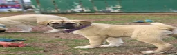 Anatolian Shepherd dogs for sale: Anatolian Shepherd Pups - KC Registered in Carluke - Advert 7