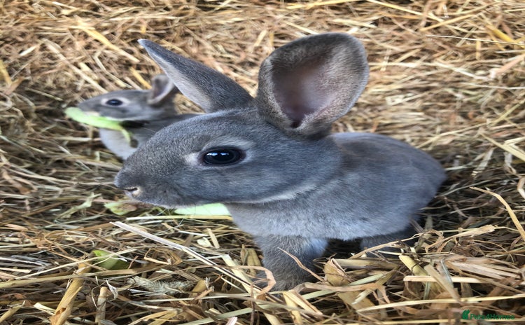 Rex rabbits - Advert 1
