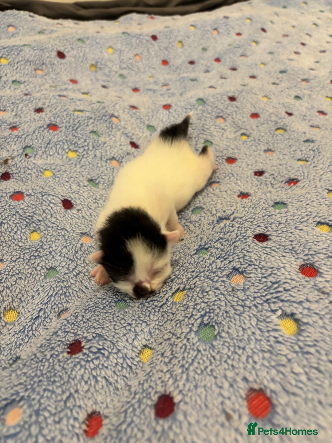 Mixed Breed cats for sale: Beautiful kittens for sale 🥰 - Advert 23