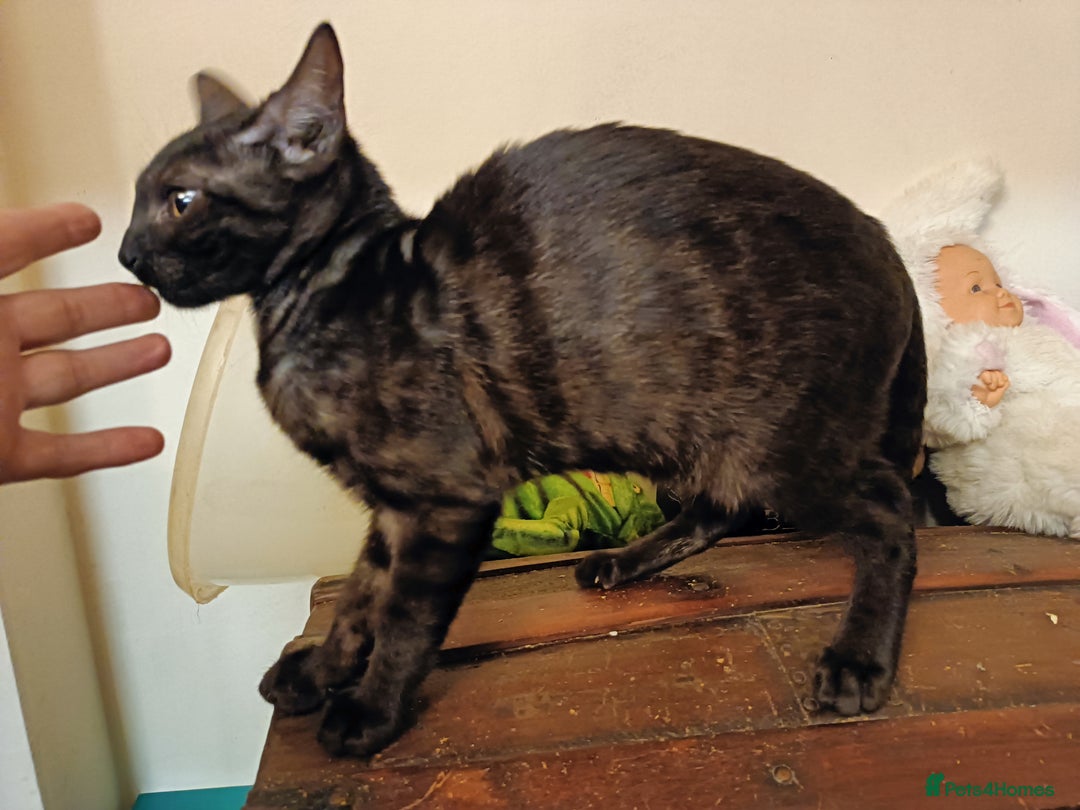 Domestic Shorthair cats for sale: Bengals  - Image 4