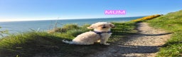 Maltipoo dogs for sale: Beautiful Toy Maltipoo Puppies   - Advert 1