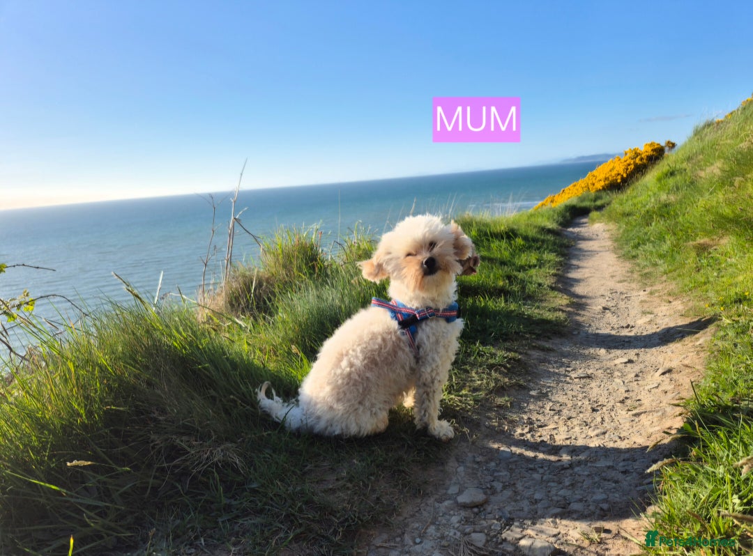 Maltipoo dogs for sale: Beautiful Toy Maltipoo Puppies   - Advert 1