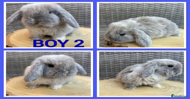 Mini Lop rabbits - Advert 1