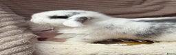 Mini Lop rabbits for sale: Stunning mini lops (vaccinated)  - Advert 9