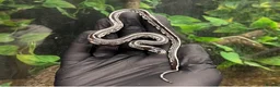 King Snake reptiles for sale: One of a kind Wband California king snake in Stourport-on-Severn - Advert 1