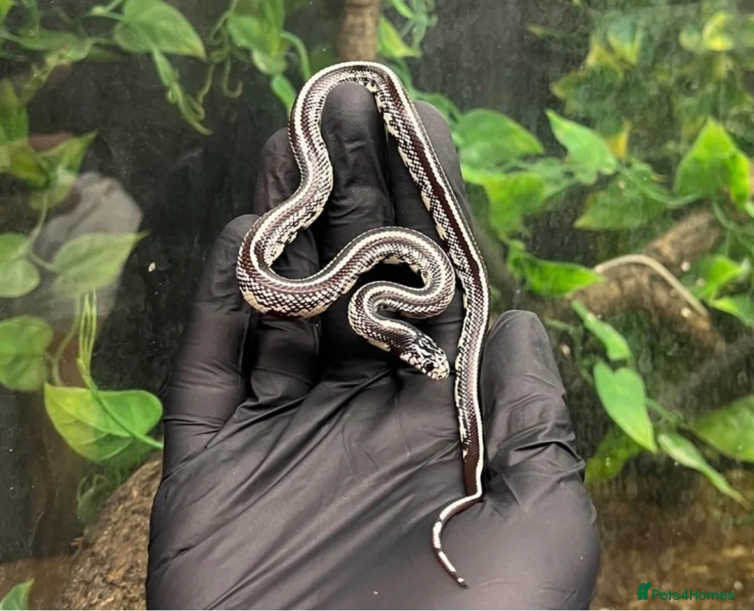 King Snake reptiles for sale: One of a kind Wband California king snake in Stourport-on-Severn - Advert 1