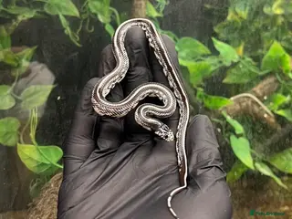 King Snake reptiles One of a kind Wband California king snake - Advert 1