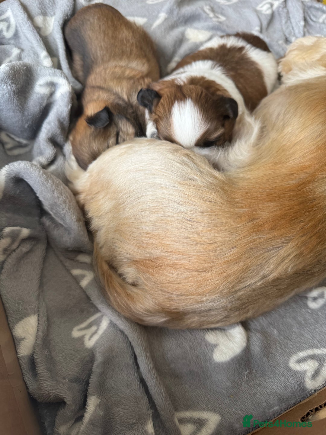 Shih Tzu dogs for sale: Beautiful Shih Tzu Pups - Image 11