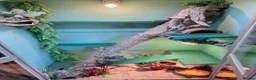 Mixed Breed reptiles for sale: Bearded Dragon and Blue tongue Skink in Halesworth - Advert 7