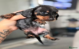 Miniature Dachshund dogs for sale: Minature dachshund puppies - Image 4