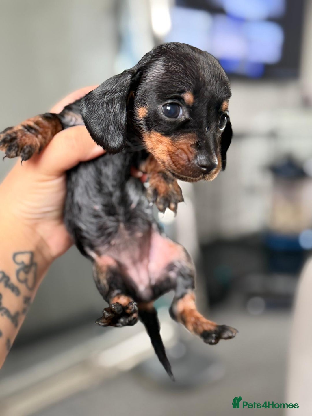 Miniature Dachshund dogs for sale: Minature dachshund puppies - Image 4