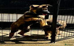 German Shepherd dogs for sale: Awesome Male Kennel Club Reg’d GSD Pups  in Sturminster Newton - Image 3