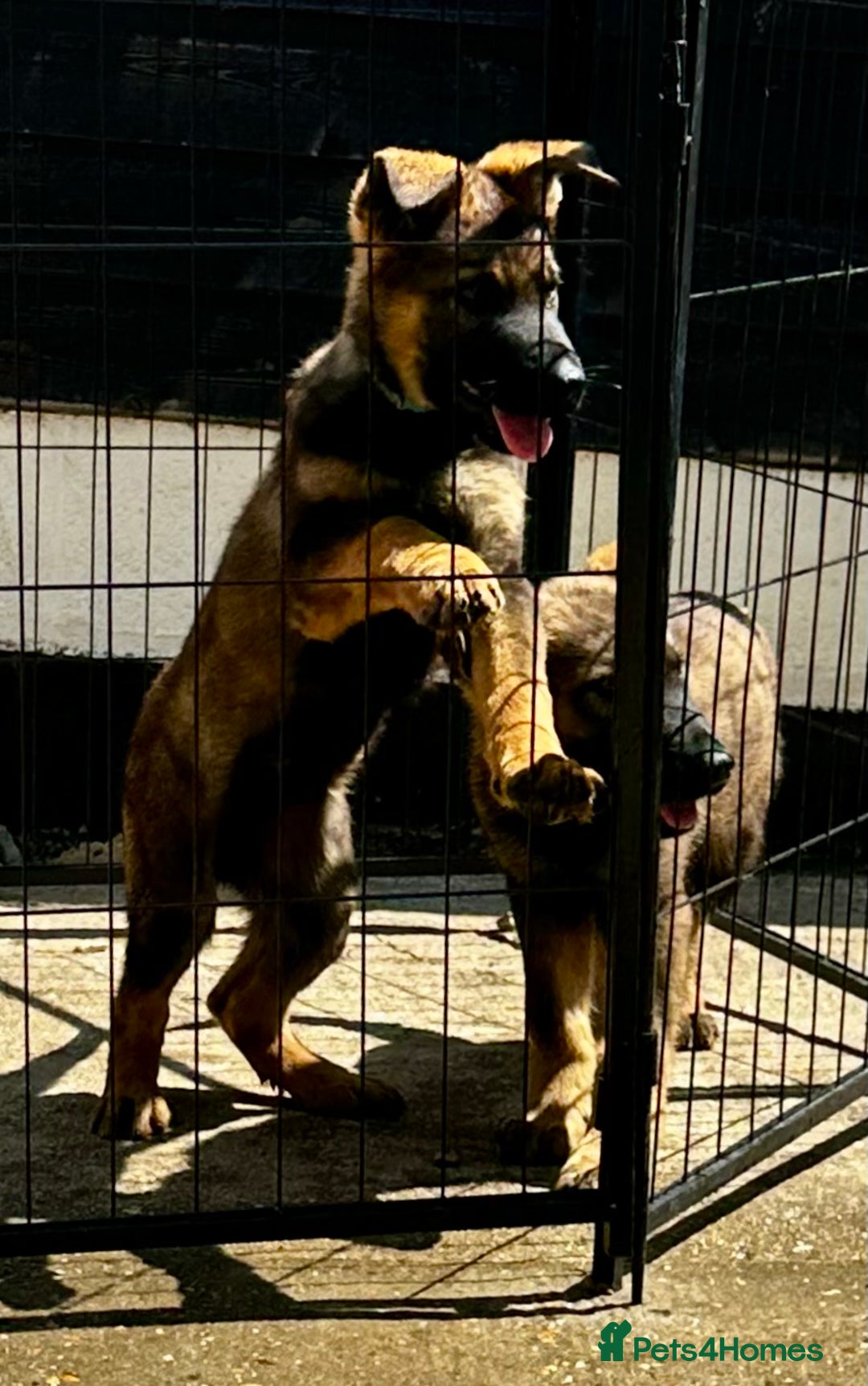 German Shepherd dogs for sale: Awesome Male Kennel Club Reg’d GSD Pups  in Sturminster Newton - Image 3