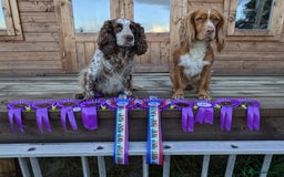 Cocker Spaniel dogs for sale: Chocolate/Chocolate Tan working cocker pups - Advert 20