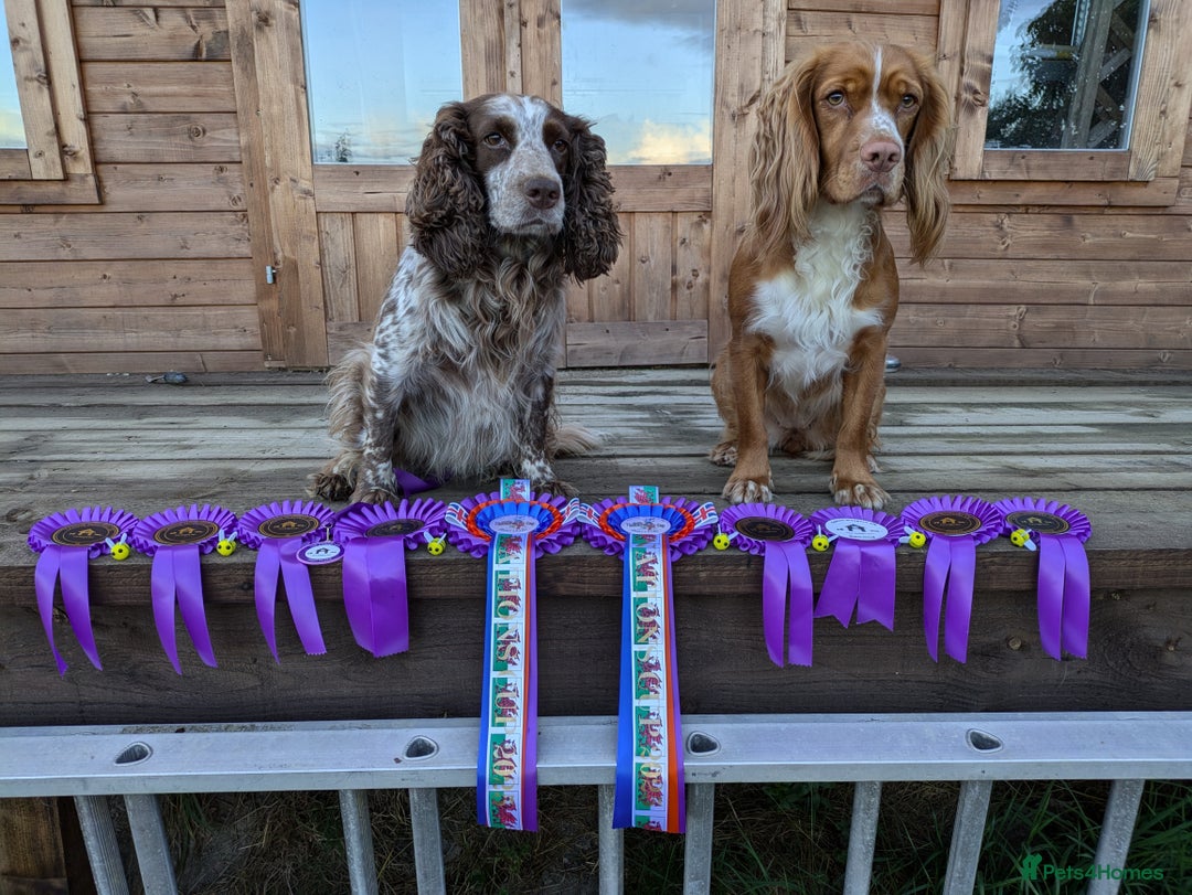 Cocker Spaniel dogs for sale: Chocolate/Chocolate Tan working cocker pups - Advert 20