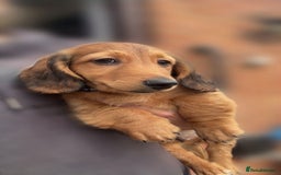 Miniature Dachshund dogs for sale: ⭐️ Miniature Long Haired Dachshund Pups ⭐  - Image 26