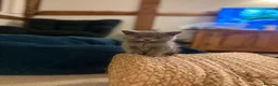 British Shorthair cats for sale: Toast and Bagel - British shorthair boys - Advert 6