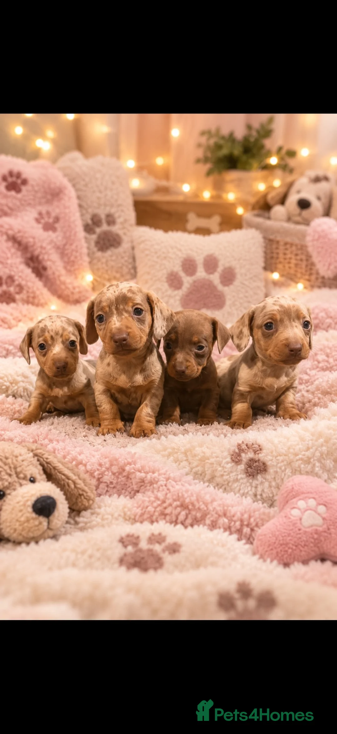 Miniature Dachshund dogs for sale: Miniature dachshund puppies  in Swansea - Advert 2