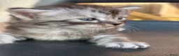Ragcoon cats for sale: 🐾 Adorable RAGCOON Kittens ! 🐾 - Advert 1