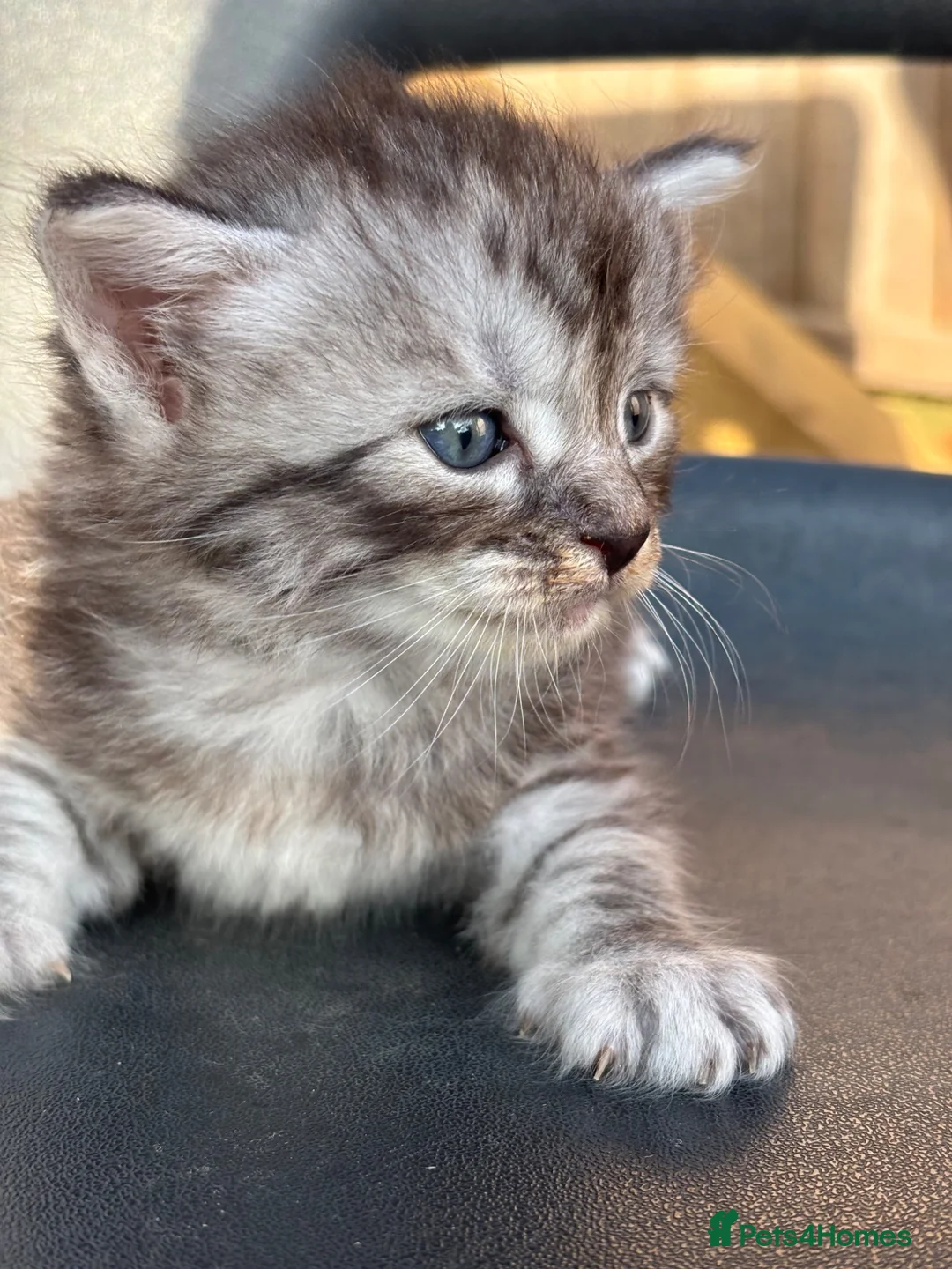 Ragcoon cats for sale: 🐾 Adorable RAGCOON Kittens ! 🐾 - Advert 1