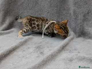 Bengal cats Gorgeous Pedigree Bengal Kitten - Advert 6