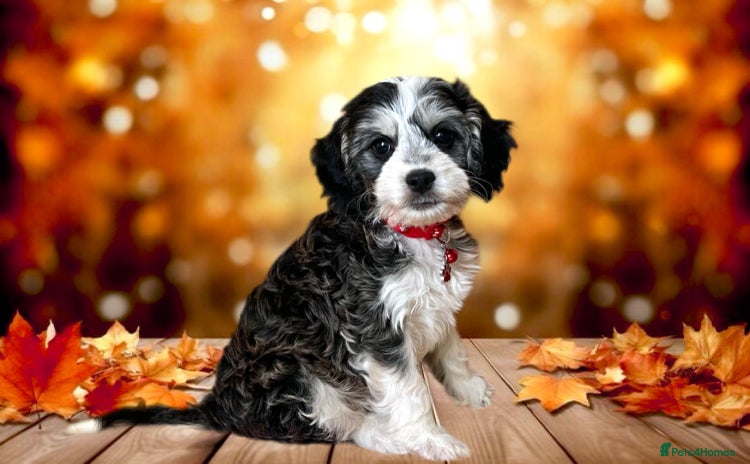 Cockapoo dogs - Advert 2