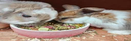 Mini Lop rabbits for sale: Mother & Bunnie for sale together  - Advert 1