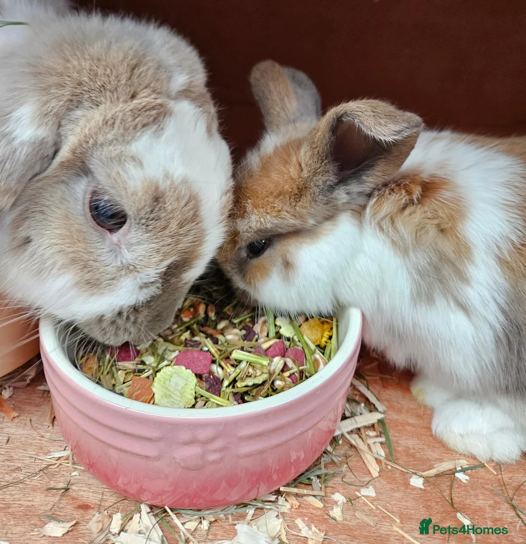Mini Lop rabbits for sale: Mother & Bunnie for sale together  - Advert 1