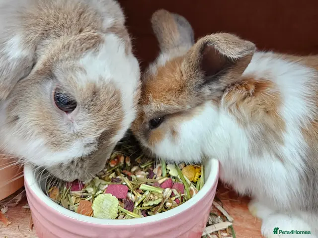 Mini Lop rabbits Mother & Bunnie for sale together - Advert 2