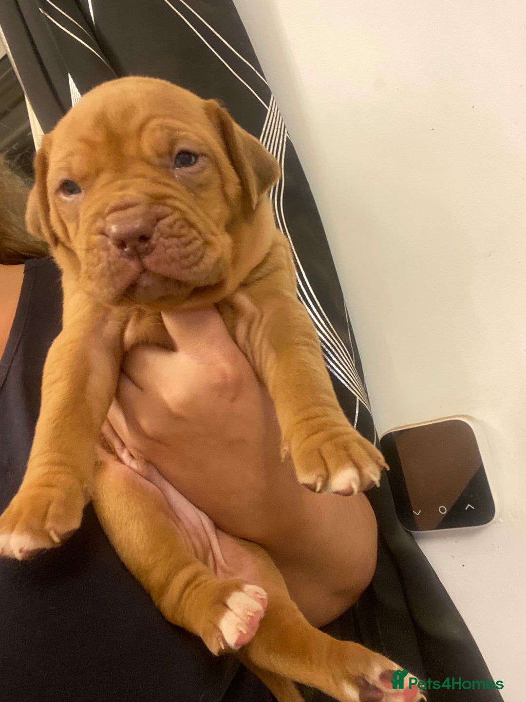 Mixed Breed dogs for sale: Dogue de bordeaux x staff puppies  - Advert 2