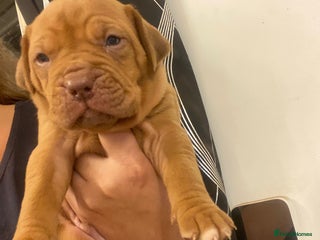 Mixed Breed dogs - Advert 10