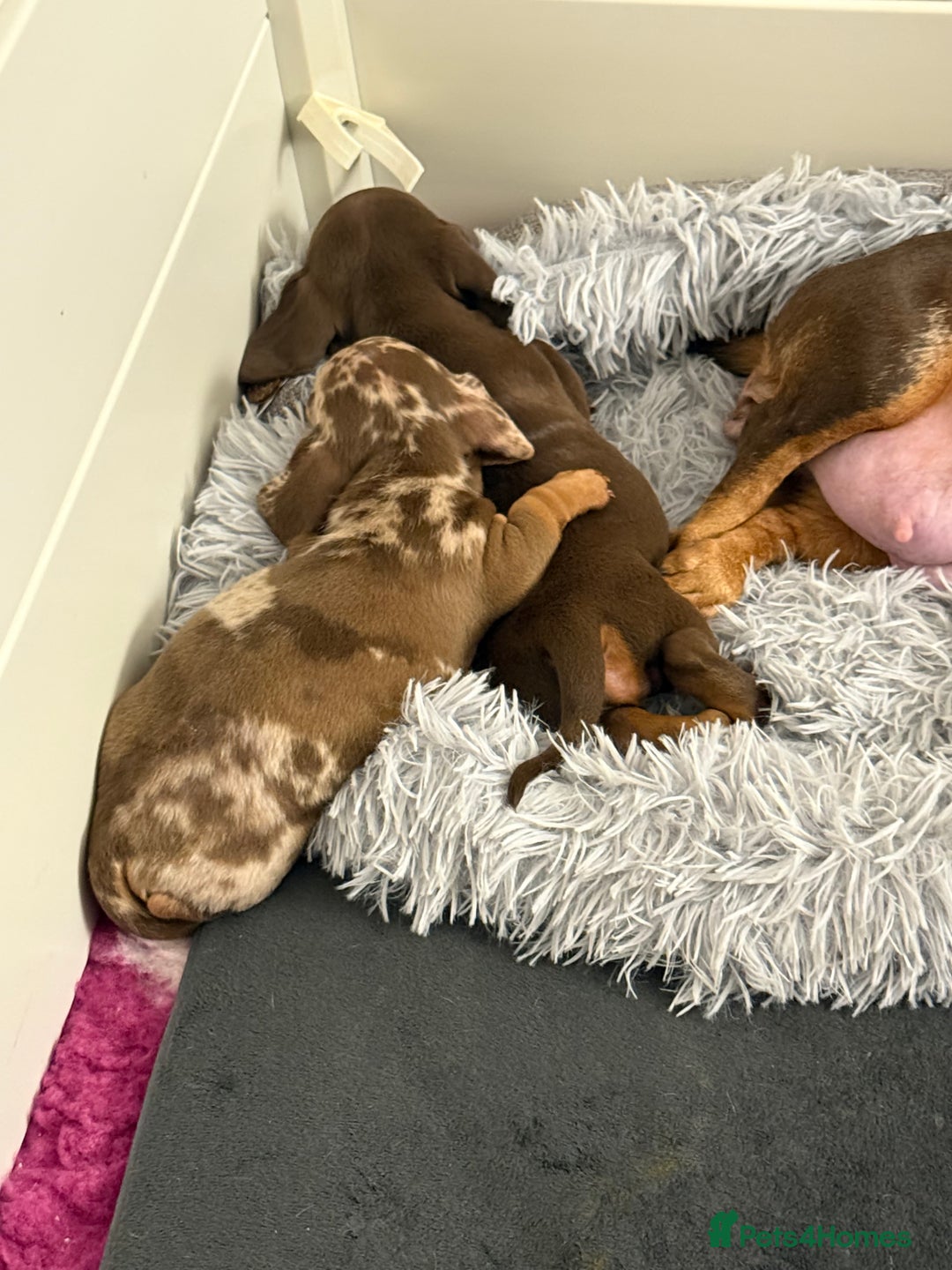 Miniature Dachshund dogs for sale: 🐾🌟KC Reg Miniature Dachshund Puppies🌟🐾 - Advert 19