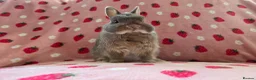 Netherland Dwarf rabbits for sale: Very tame ☆ Blue Otter Netherland Dwarf 💗Doe💗 - Advert 4