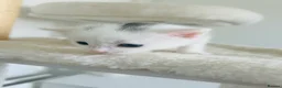 Turkish Van cats for sale: Beautiful Turkish van kittens for sale.  - Advert 7