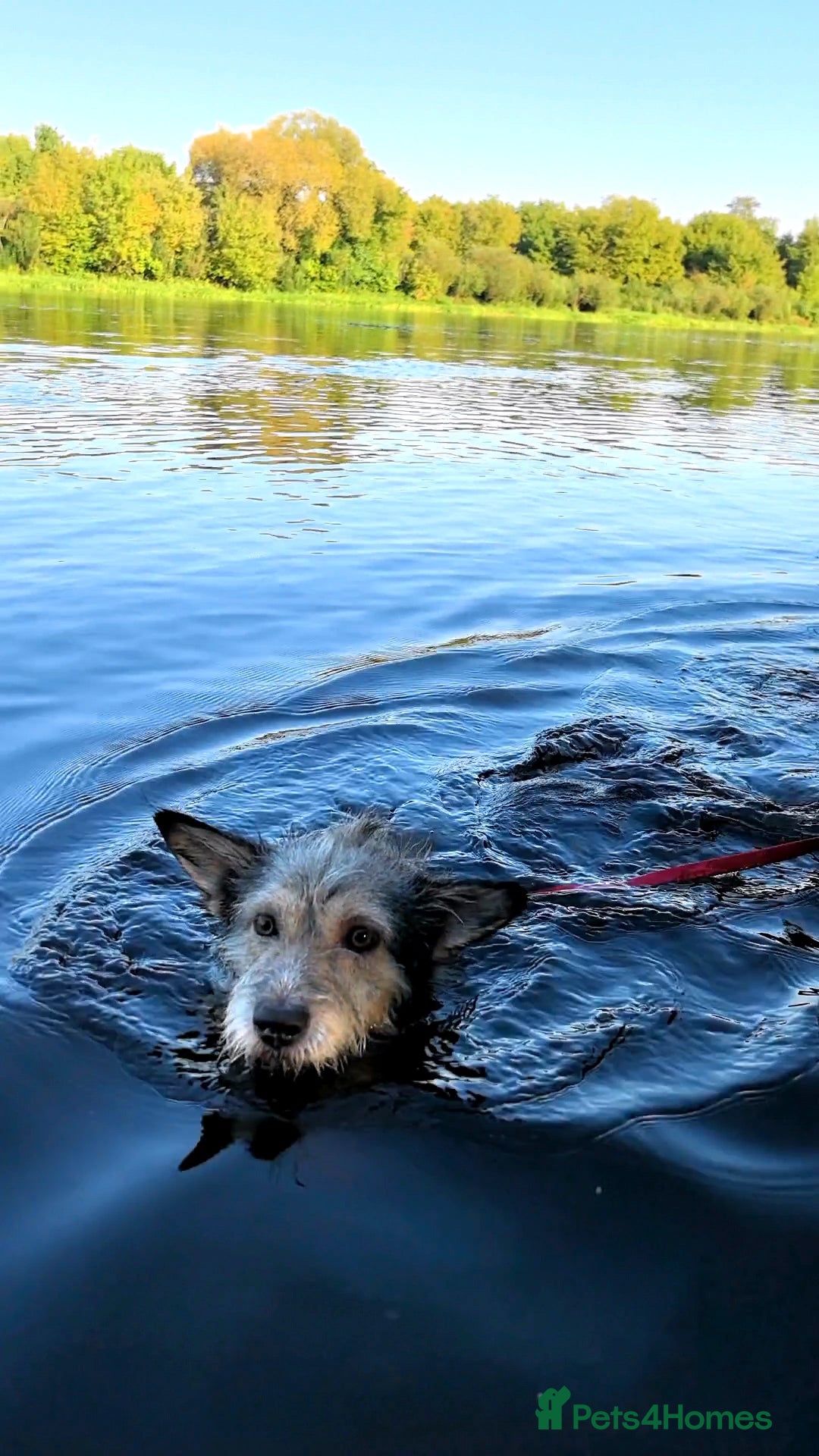 Mixed Breed dogs for adoption: 💙🐶 SCRUFFY 🐶💙 - Image 9