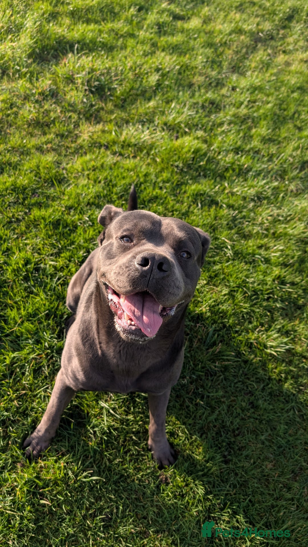 Cane Corso dogs for sale: Cane Corso looking for his forever home  - Advert 1