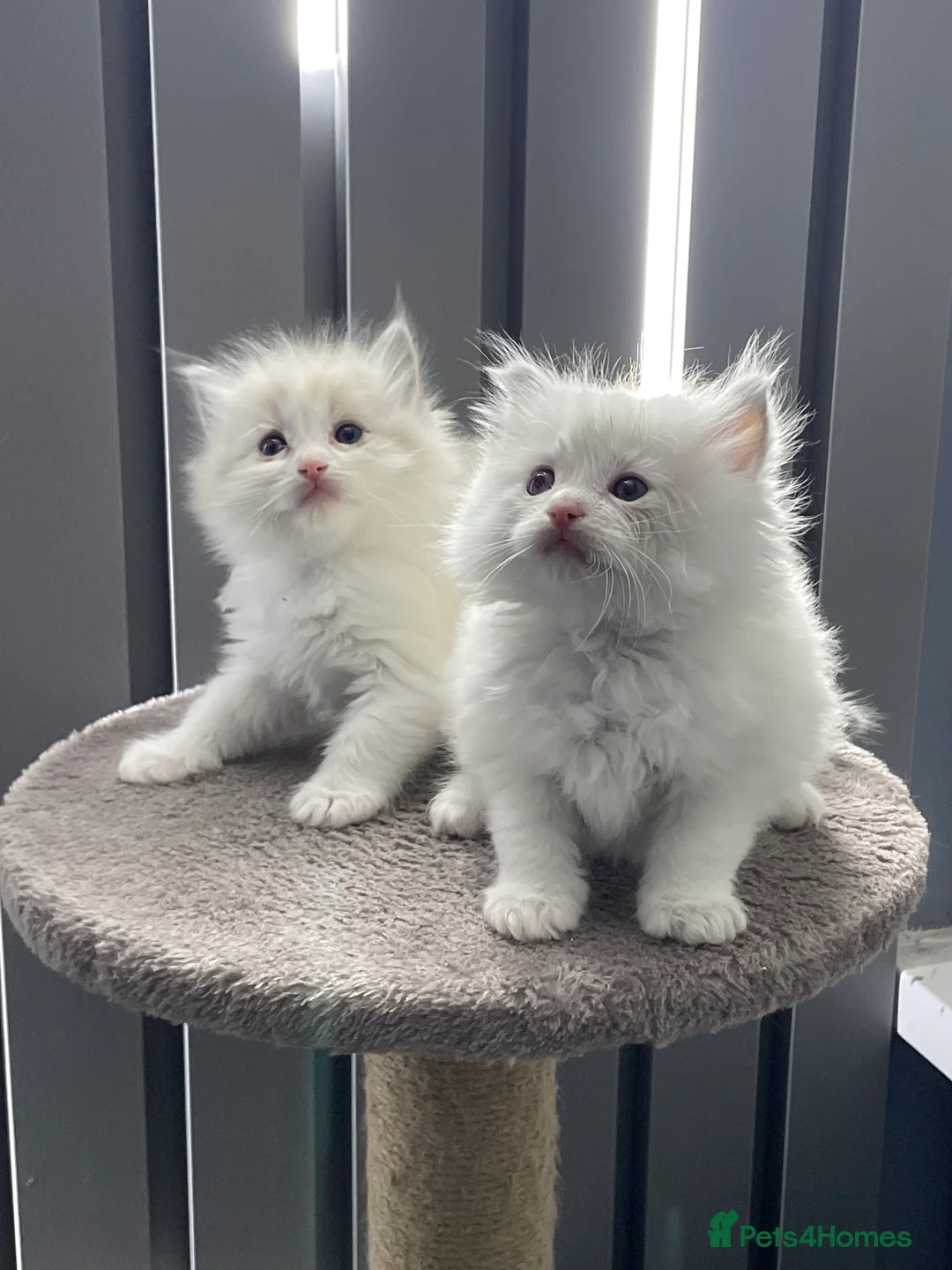 Ragdoll cats for sale: 4 lovely Blue Lynx Bicolour Ragdolls Kittens - Advert 2