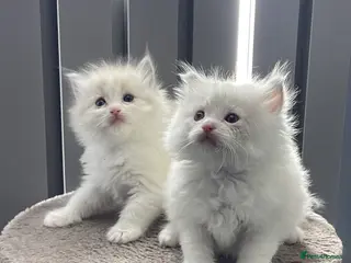 Ragdoll cats 4 lovely Blue lynx bicolour ragdoll kittens - Advert 6