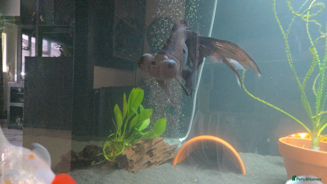 Fancy Goldfish fish for sale: Fancy goldfish looking for new home  - Image 8