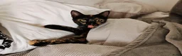 Domestic Shorthair cats for sale: Sweet Female Looking for a Quiet, Peaceful Home - Advert 5