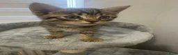 Mixed Breed cats for sale: 🐾 5 Beautiful Kittens Looking for Loving Homes 🐾 - Advert 14