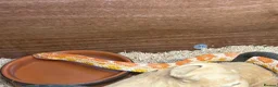 Corn Snake reptiles for sale: Corn snake with complete set up - Advert 3